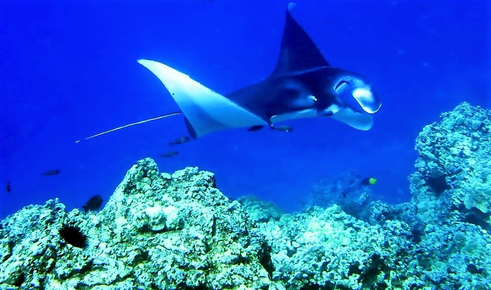 Manta Ray above the reef