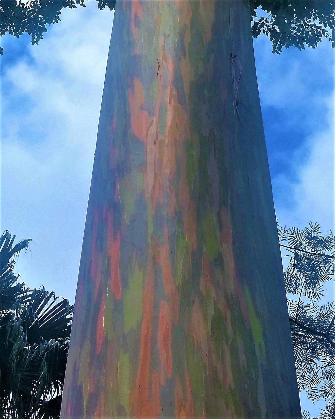 Rainbow Eucalyptus