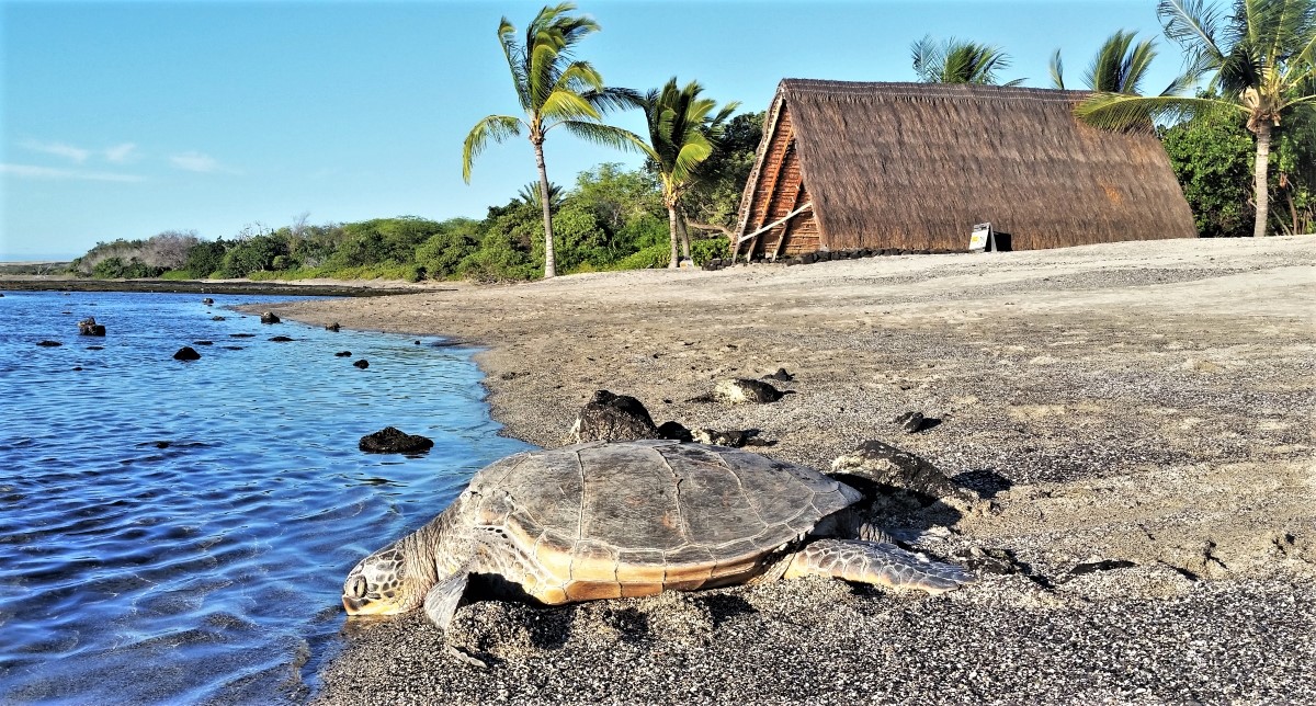 Honu (green sea turtle) at Aiopi'o Beach