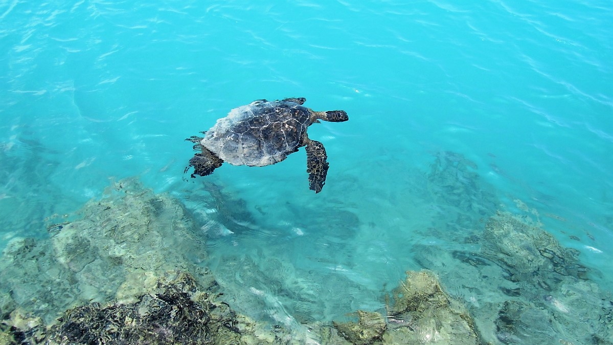 Green Sea Turtle at Kiholo Bay