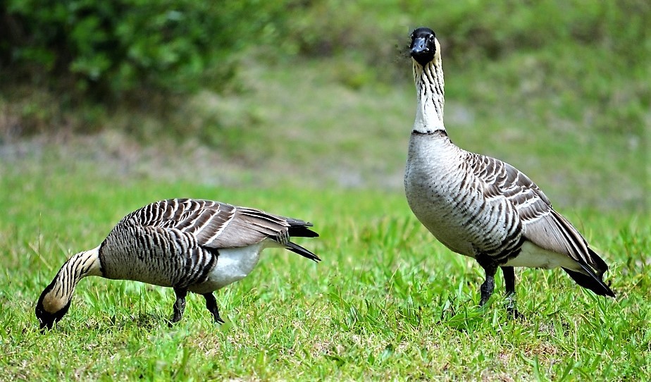 Nene, the Hawaii State Bird