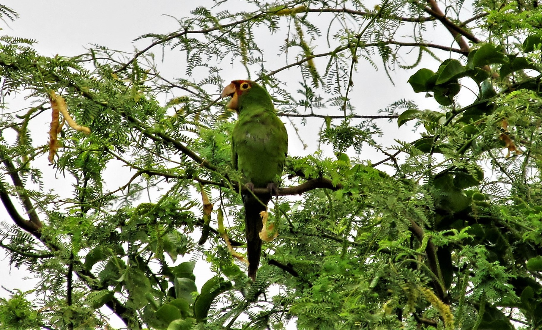 Red Masked Parakeet