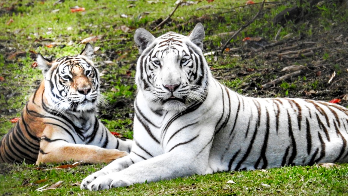 Sriracha and Tzatziki, Pana'ewa Rainforest Zoo
