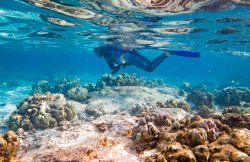 Kahlu'u Beach Park closed for coral spawn