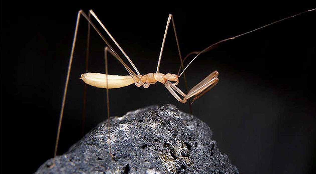 New species discovered inside Hawai'i lava tubes