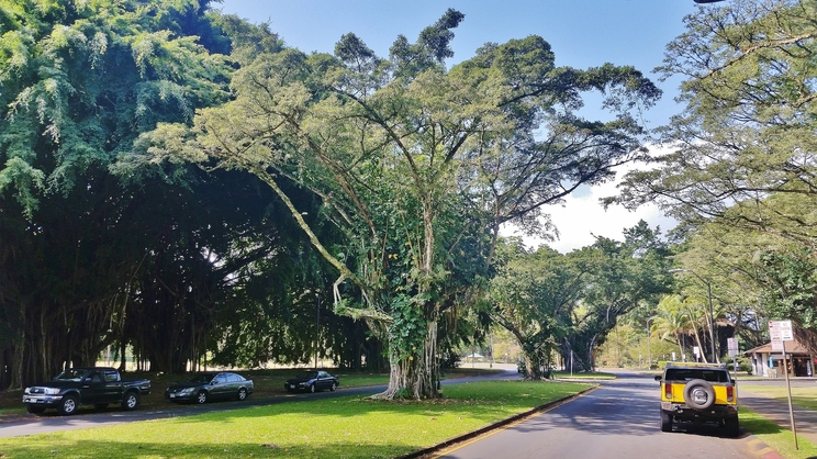 Banyan Drive, Hilo