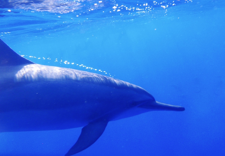 Bottlenose Dolphin, Big Island Hawaii