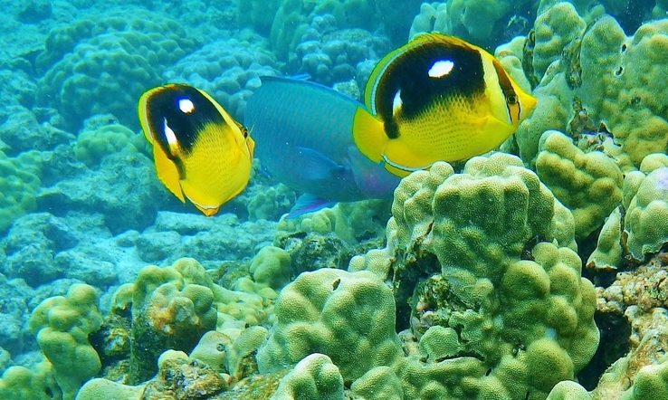 Four Spotted Butterflyfish