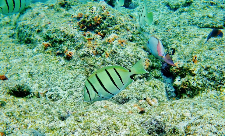 Convict Tang