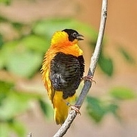 Hakalau Forest Reserve Birdwatching