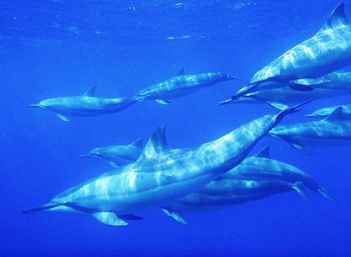 Bottlenose Dolphins in Honaunau Bay
