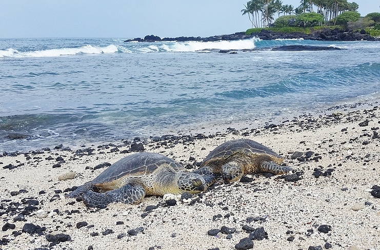 Kuki'o Beach Honu