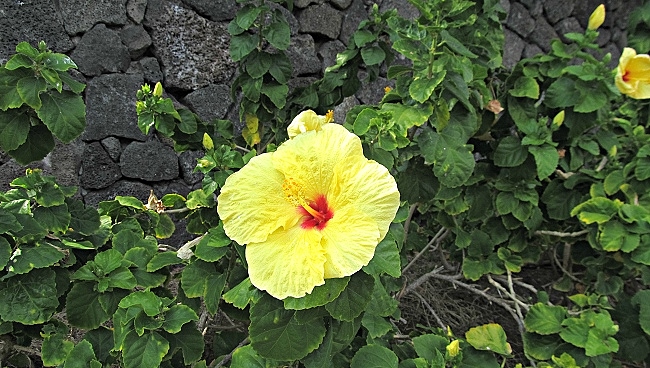 Yellow Hawaiian Hibiscus