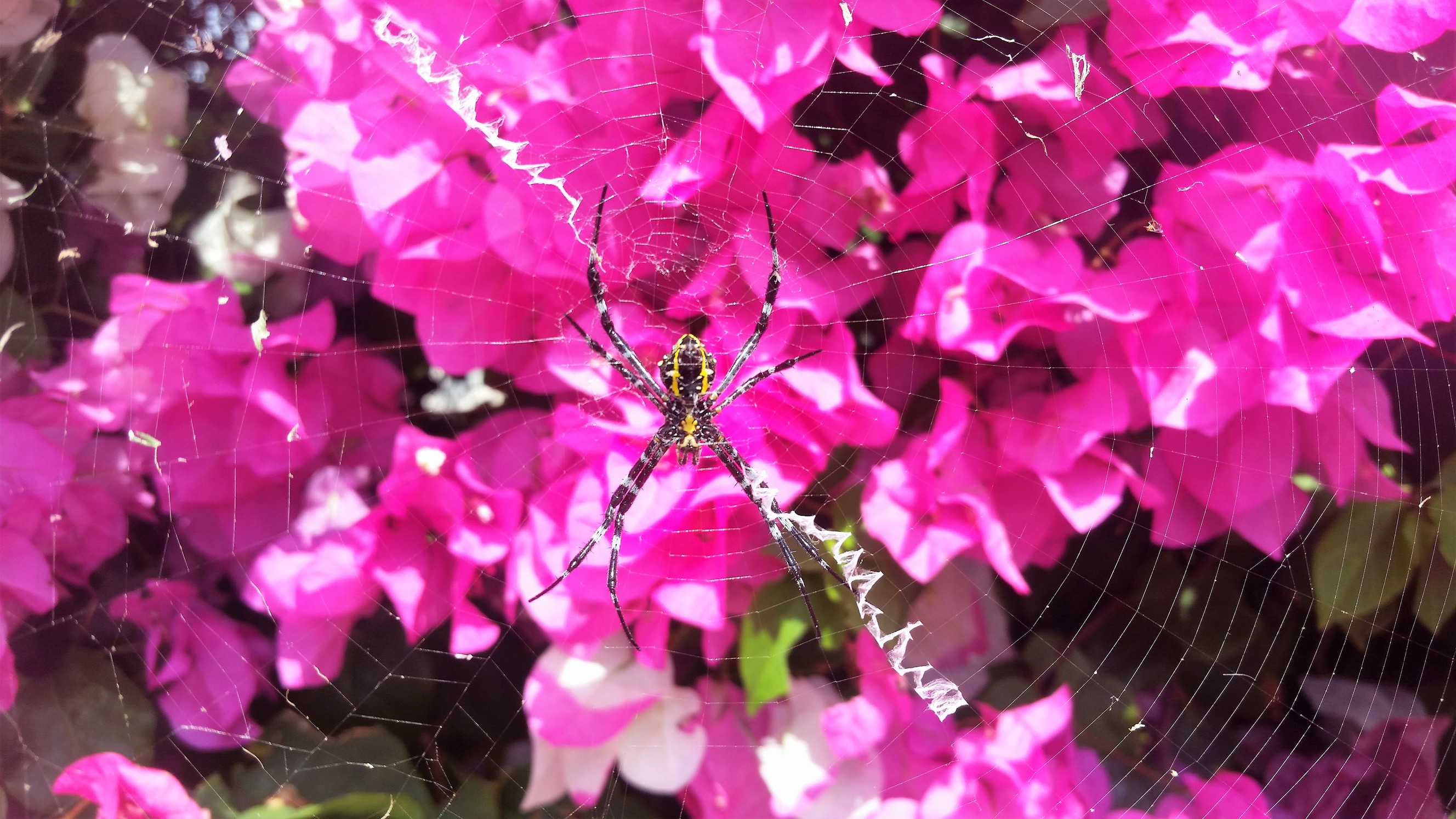 Hawaiian Garden Spider