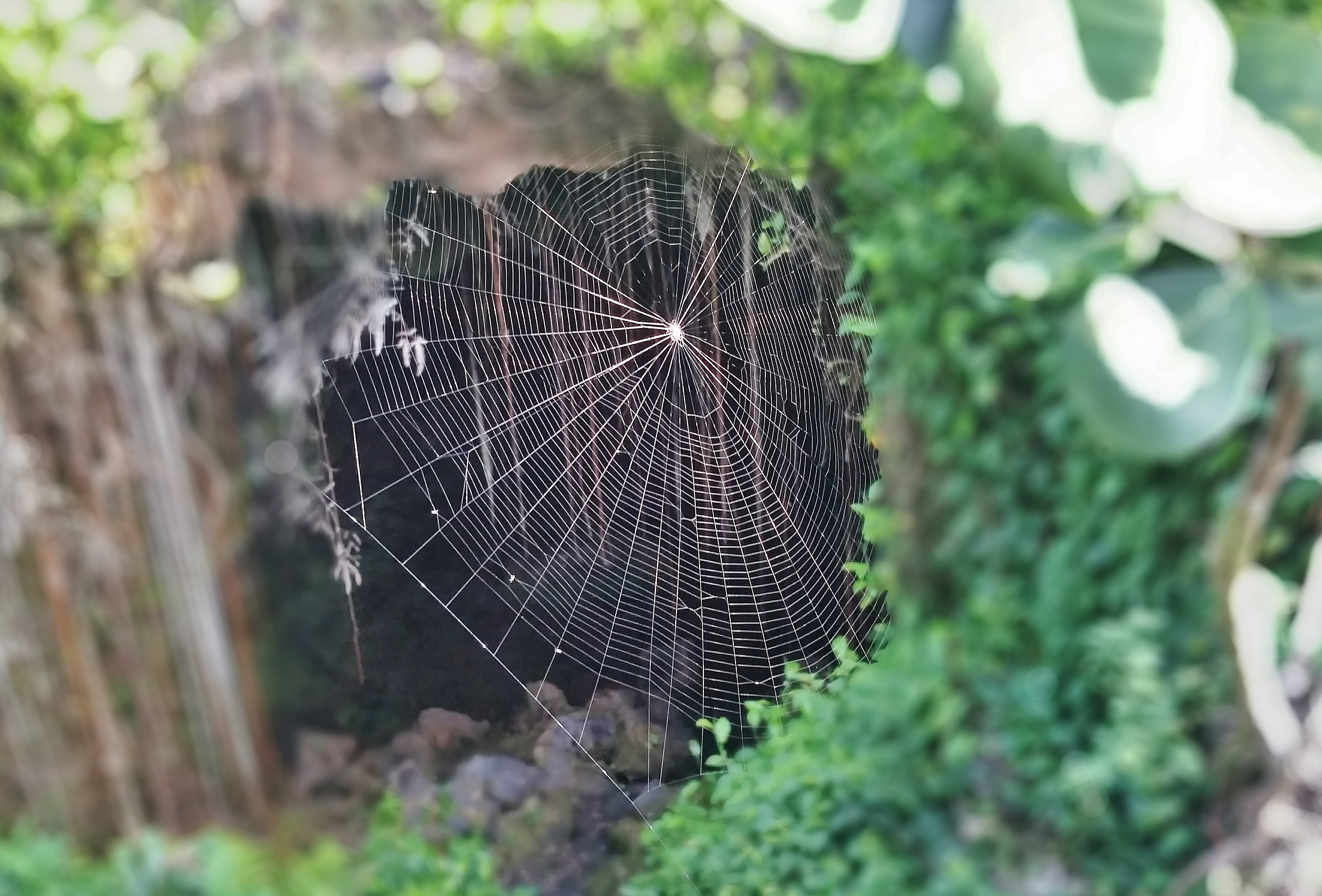 Kaumana Caves spider web