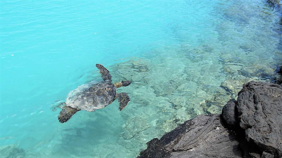 Honu (green sea turtle) swimming in Kiholo Bay