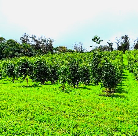 Kona coffee farm tour