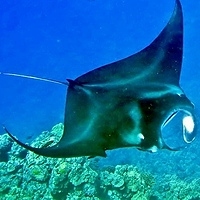 Manta Ray snorkel tour