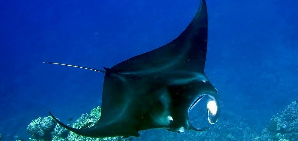 Big Island Hawaii Manta Ray