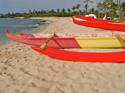 Green sea turtles past the canoes