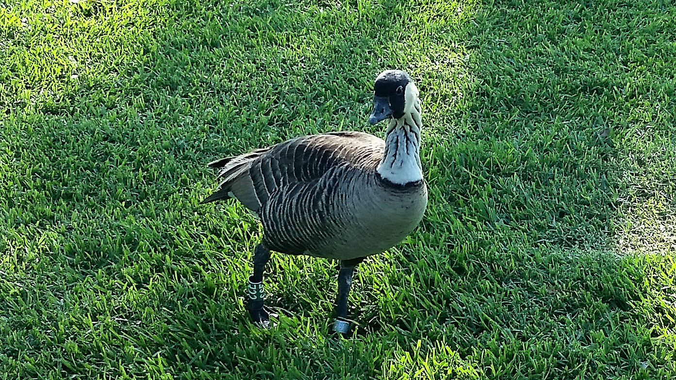 Nene, the Hawaii State Bird, is on the Endangered Species List