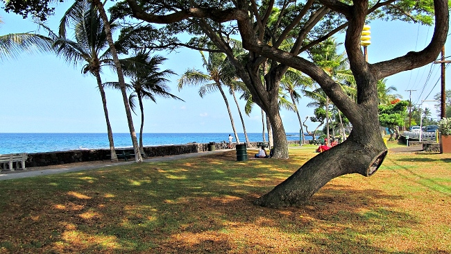 Pahoehoe Beach Park Kiawe Trees