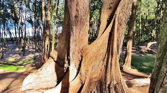 Pololu Valley forest