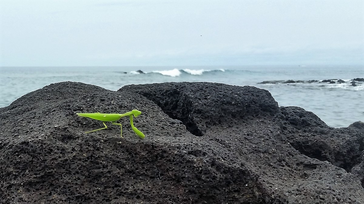 Praying Mantis at Lapakahi State Historical Park