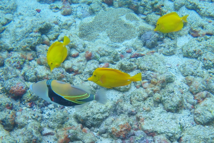 Reef Triggerfish and Yellow Tang