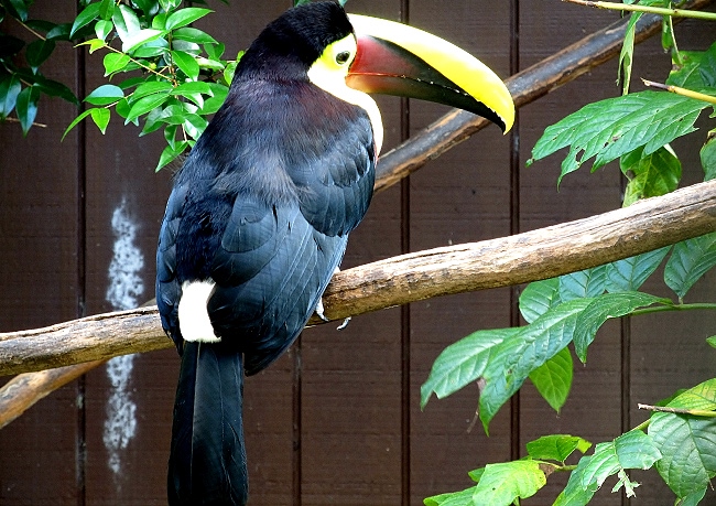 Swainsons Toucan Hilo Rainforest Zoo