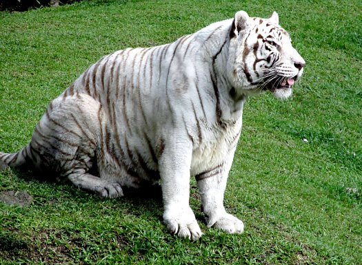 White Bengal Tiger Namaste