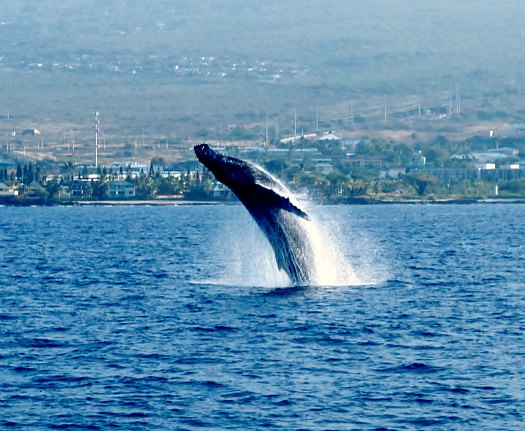 Humpback Whale watching in Hawaii