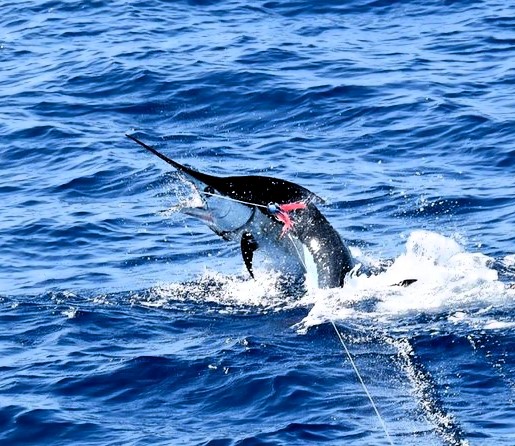 Big Game Sport Fishing charter
