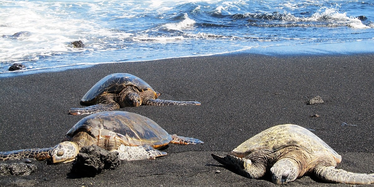 Green Sea Turtles (Honu) at Punalu'u Black Sand Beach