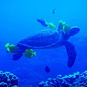 Scuba Diving Big Island Hawaii