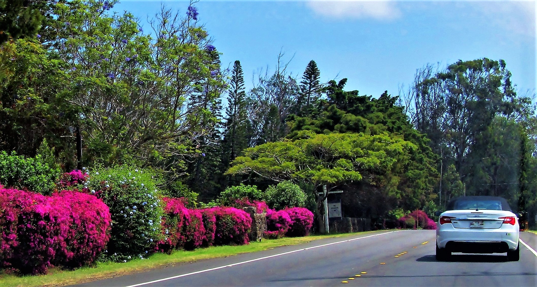 Hawaii rental car