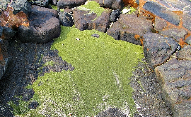 Olivine crystals make the sand a shimmering green, along the shoreline near Papakolea