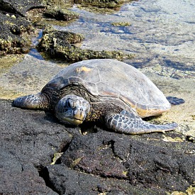 Hawaii Green Sea Turtle