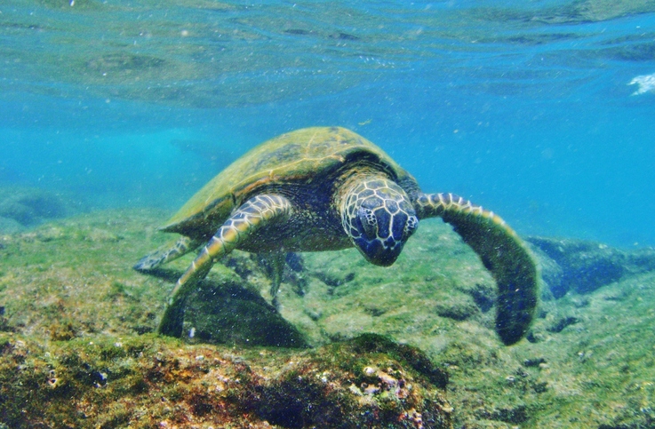 Honu (Green Sea Turtle)