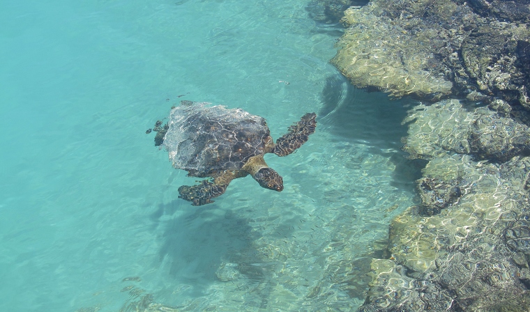 Kiholo Bay Honu