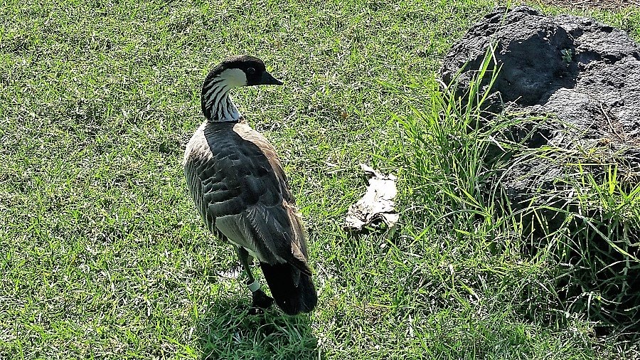 The Hawaii State Bird, Nene, is the world's rarest goose
