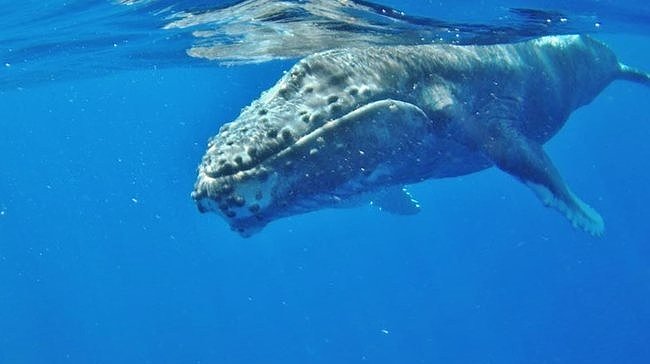 Humpback Whale watching in Hawaii