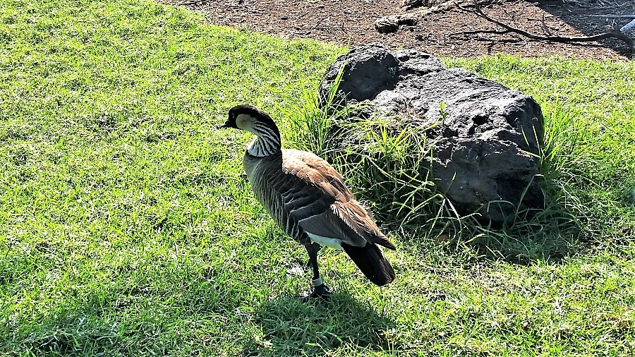 Hawaiian goose Nene, the state bird