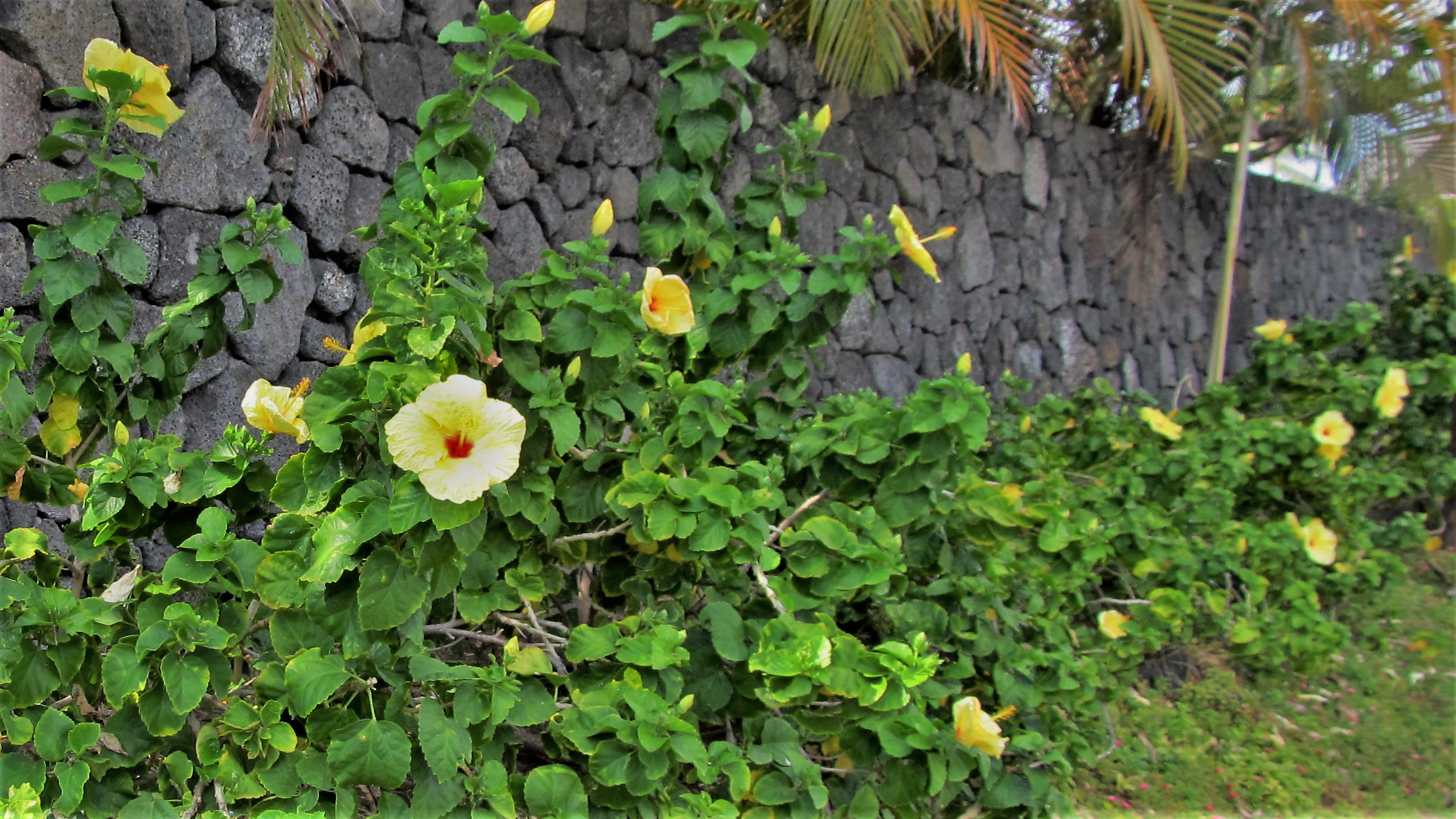 Yellow Hawaiian Hibiscus, the Hawaii State Flower