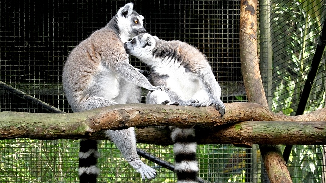 Hilo Zoo Ringtailed Lemurs