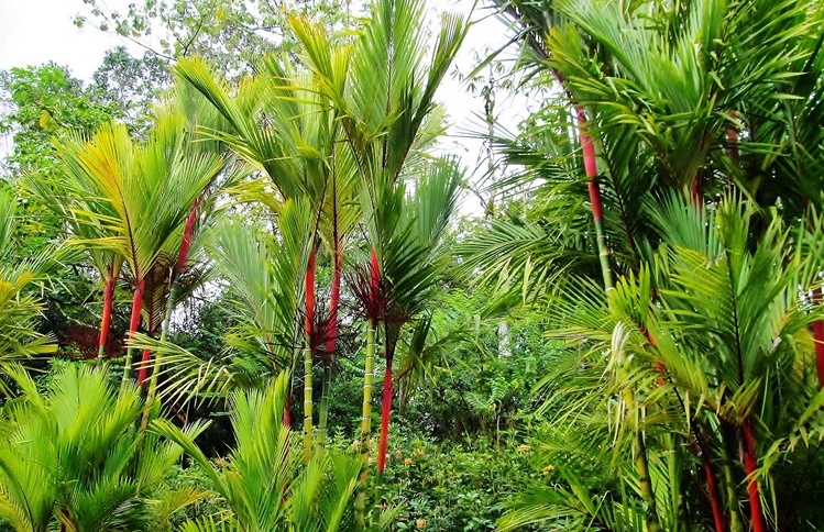 Pana'ewa Rainforest Zoo and Gardens