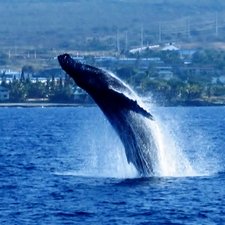 Humpback Whale breaching