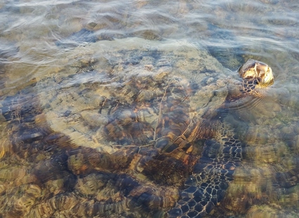 Honu - Green Sea Turtle