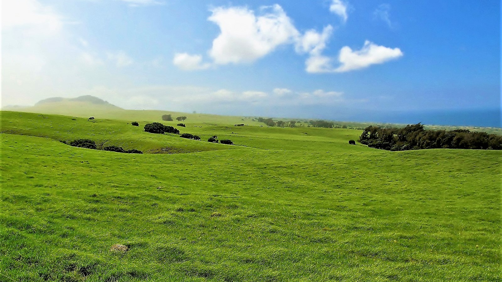 Along the Kohala Mountain Road