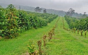 Hualalai Coffee Farm